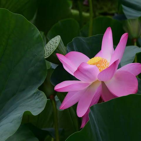 牡丹江美丽荷花