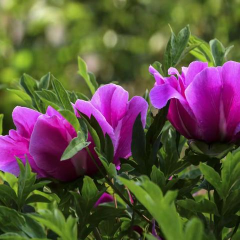 美在牡丹江牡丹盛开的地方