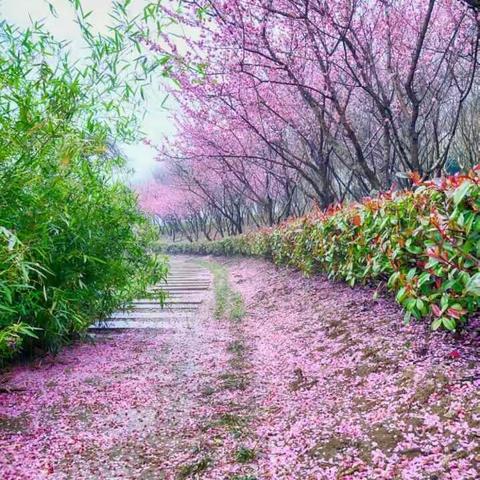 三月花飞春意浓,翠柳莺啼彩旗风 ————————朱丽丽名师工作室活动掠影