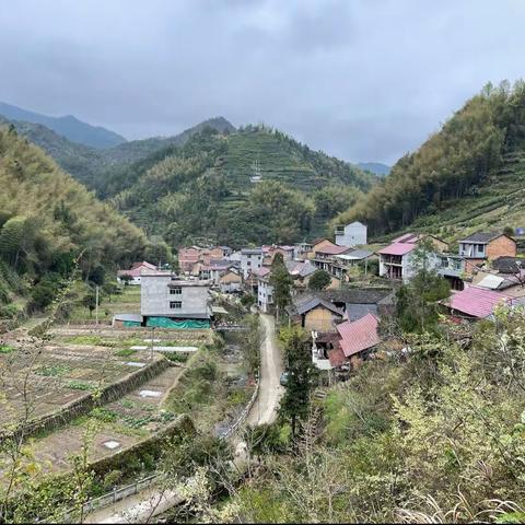 山村春茶采摘忙，高山茶质口感佳。原产地方自加工，斗茶比赛得冠军。白天采摘晚上品，不是神仙却胜仙。