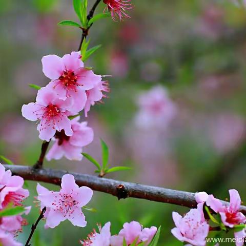 🌟星星知我心💜的美篇