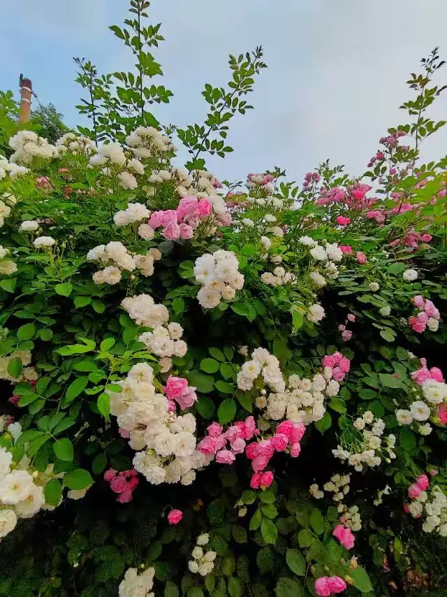 荷兰,被称成水之国,牧场之国,风车之国也被称为鲜花之国