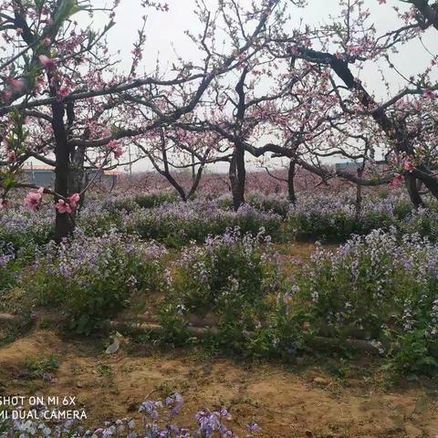 青山在，人未老，同学情正浓——记顺平县望蕊山庄之行