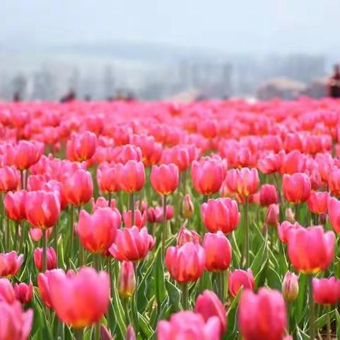 陌上花开，只待您来——腾冲一日游