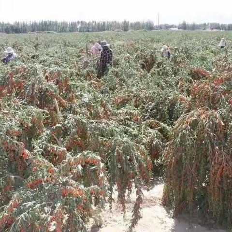 当您觉得枸杞贵时，不妨先看看这些……