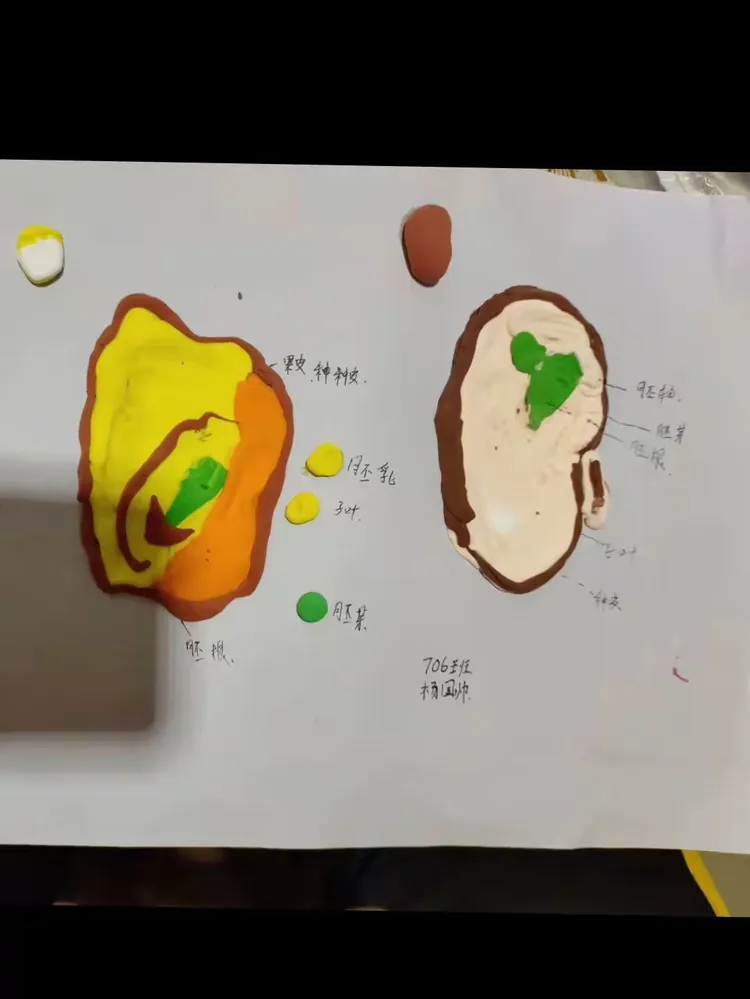 706班菜豆玉米种子结构