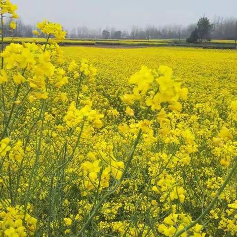 油菜花开