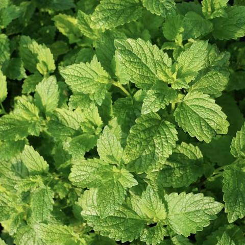 每日记一味中药——薄荷