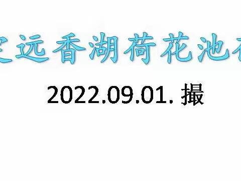 嘉定远香湖荷花