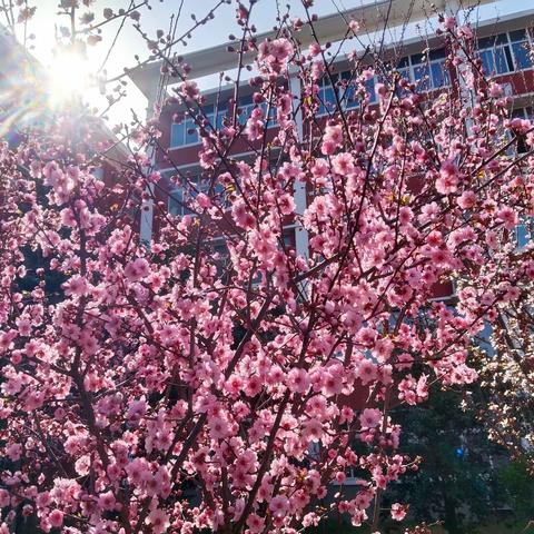 春天里的校园舞钢新时代国际学校高中部邀您一起赏春景