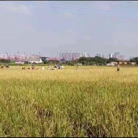 大吉沙岛游