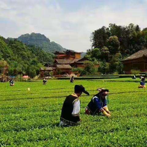 清明赏花采茶