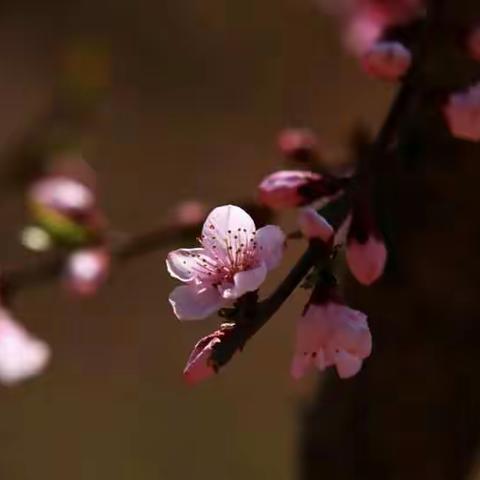 徜徉花🌸之海