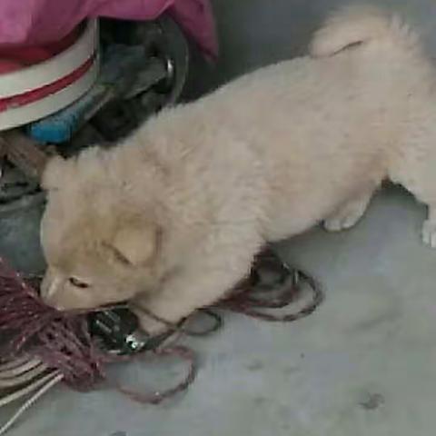 小狗狗长大，我喜欢你，希望斑斑快点长大