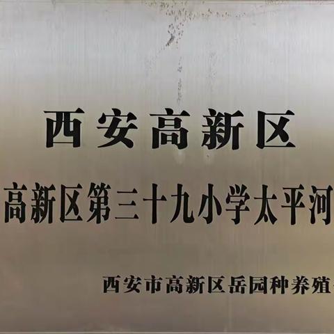 【深化“双提工程“推进”新优质成长”】高新39小太平河分校劳动教育实践活动