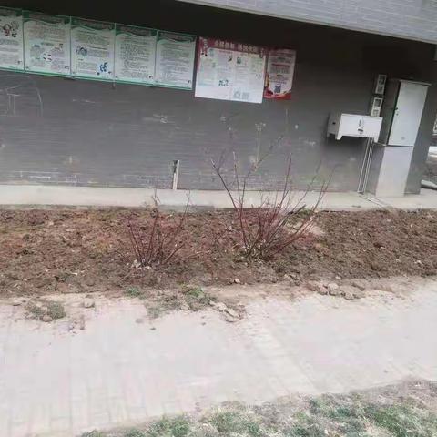 柳南社区以“绿”为底色，改善小区环境品质
