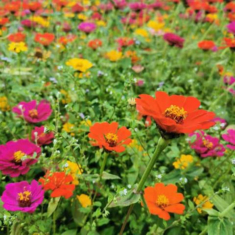 不一样的课堂   一样地成长——后江校区三年级冬日研学记