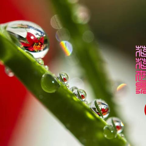 小水珠里的花花世界