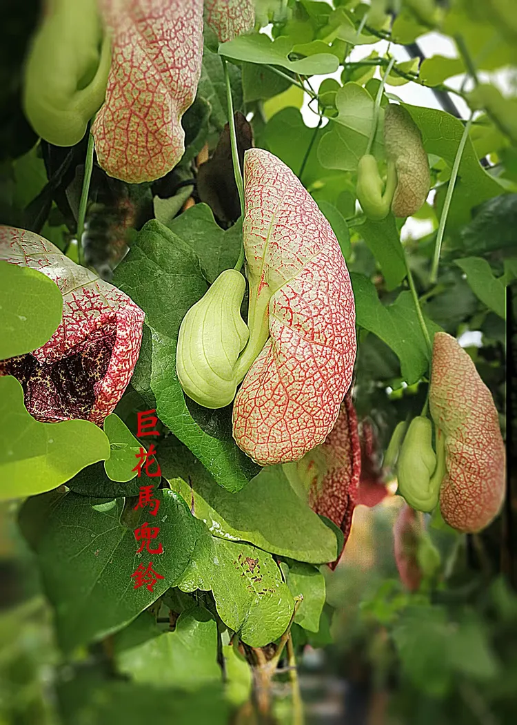 奇特的 巨花马兜铃