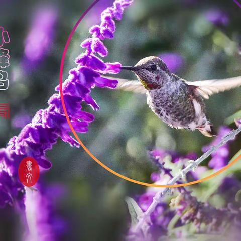 小峰鸟与鼠尾草