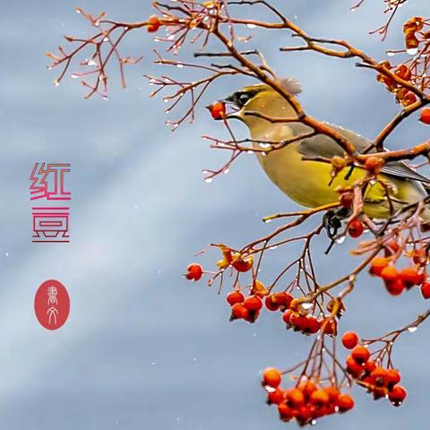 太平鸟、旅鸫与红豆