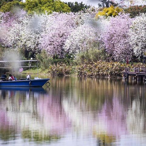 邂逅春天里童话般的粉色浪漫……#广州海珠国家湿地公园 #宫粉紫荆花步道