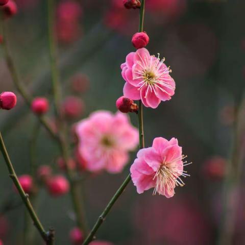 红梅花儿开