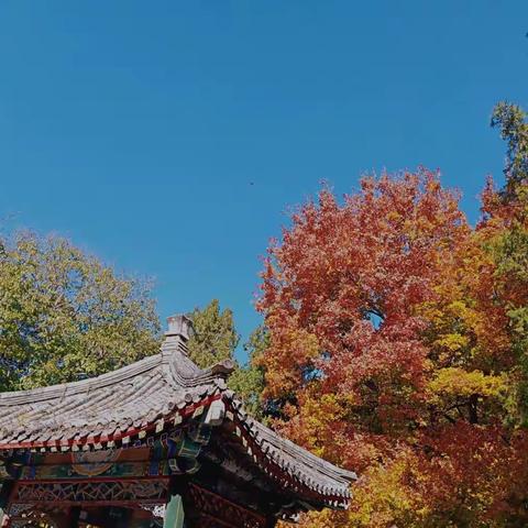 地坛公园赏秋色