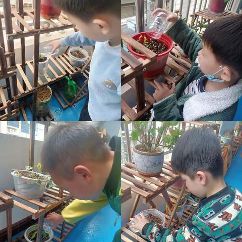 永昌中心幼儿园大一班《观察植物生长篇》