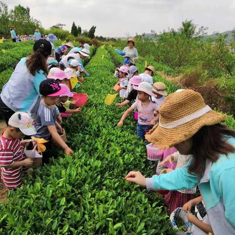 罗黄幼儿园社会实践活动――走进茶园