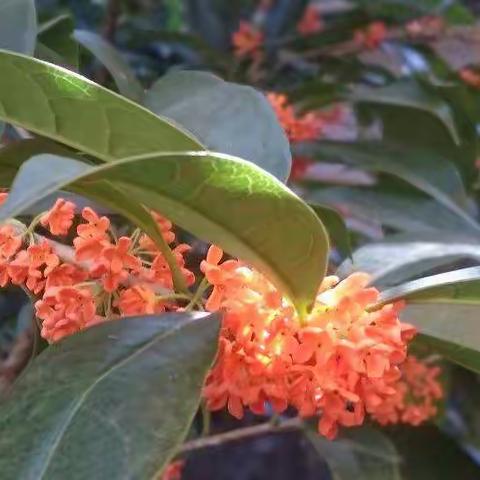 桂花红