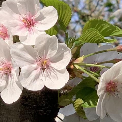 春暖花开   “樱”为有你