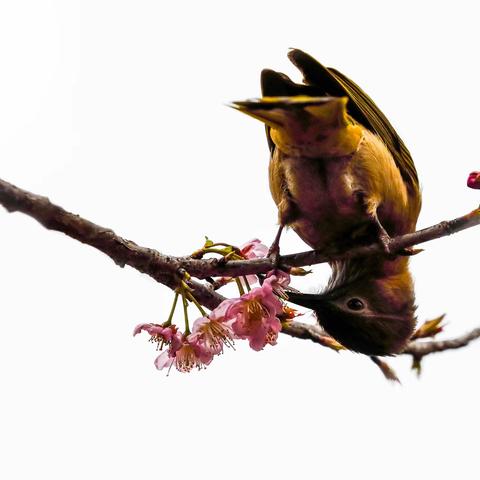 春意盎然·鸟语花香