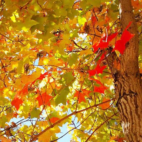 “亲近自然，收获快乐”——英伦城邦幼儿园星星班秋游活动篇