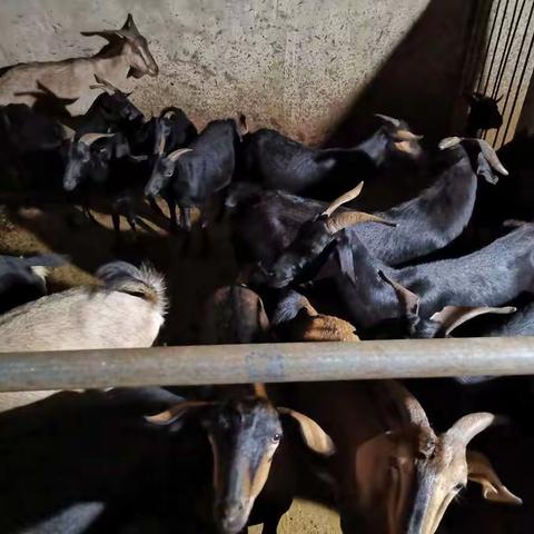 猫街派出所及时发还受害群众一批涉案财物