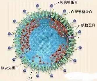 病毒病毒快走开  小六小六齐加油