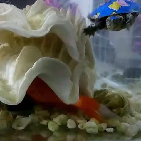 可爱的生命