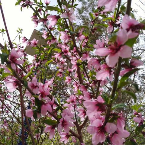 满树繁花 片片落霞