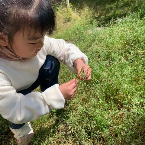 实幼·节气 | 立之民俗•夏之探趣