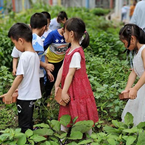大一班——菜地里的那些事儿