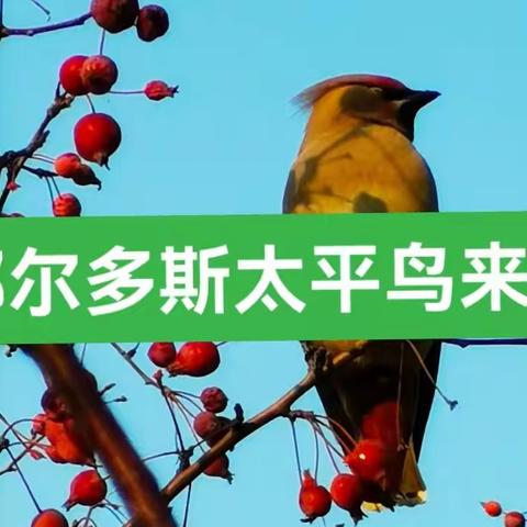 鄂尔多斯的客人太平鸟来了！