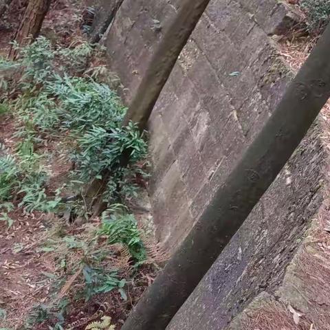 缙云山九龙寨