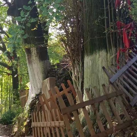 深秋渐浓 带你探秘大山里的古树群