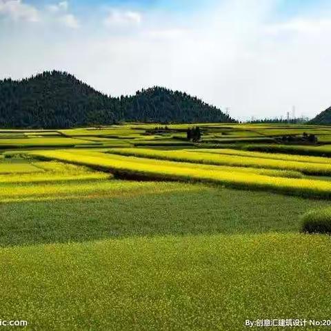 田野