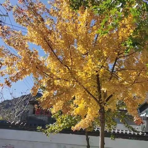 “寻落叶🍂拾秋趣”———金水口幼儿园拾秋活动记录