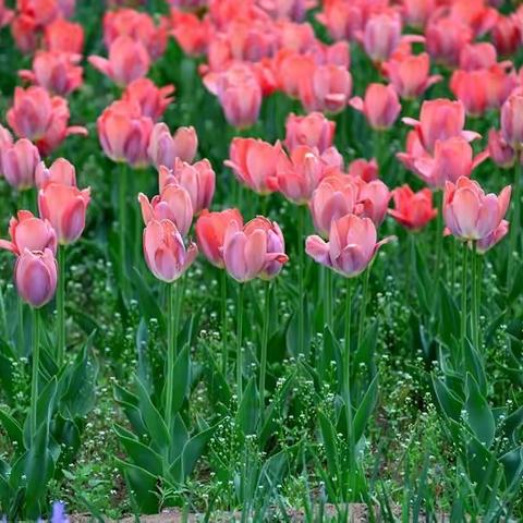 郁金香盛开如此动人