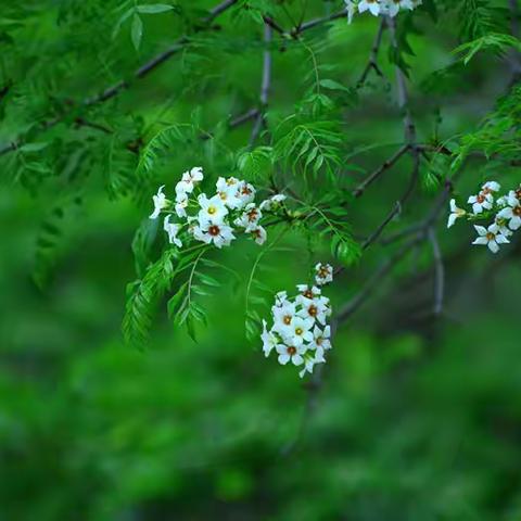 俏丽枝头笑春风