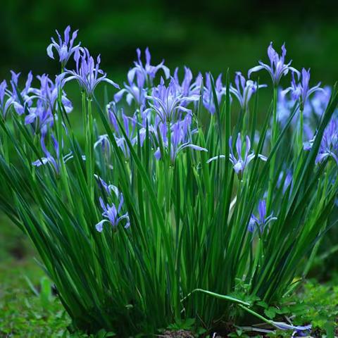小花小草各不同