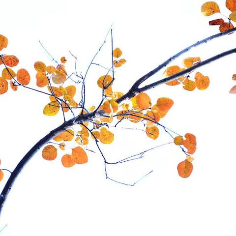 那片叶儿的诉说