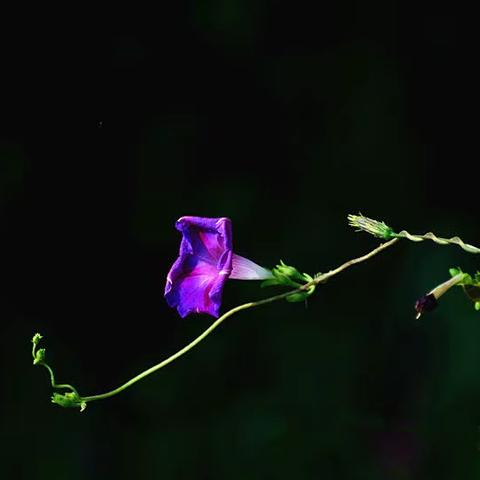 秋天的牵牛花儿